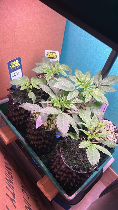 GanjaFarmer SponsorGrow. Week 2