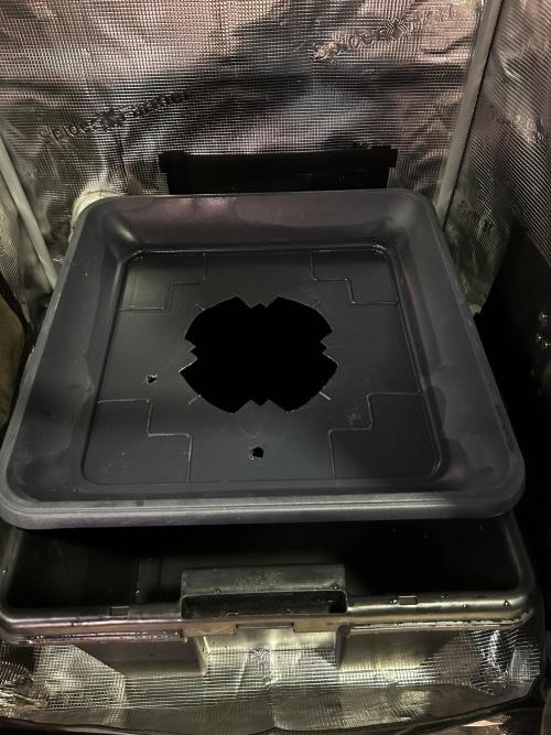 GanjaFarmer SponsorGrow. Week 2