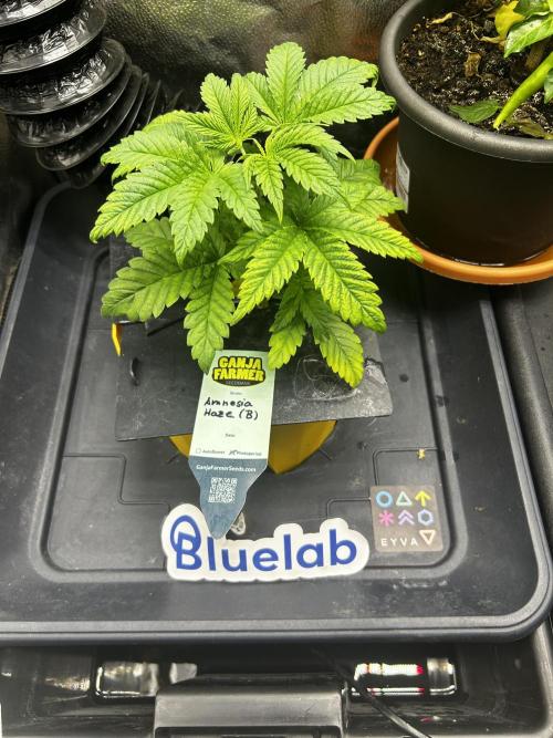 GanjaFarmer SponsorGrow. Week 4