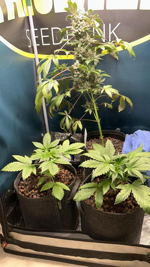 GanjaFarmer SponsorGrow. Week 4