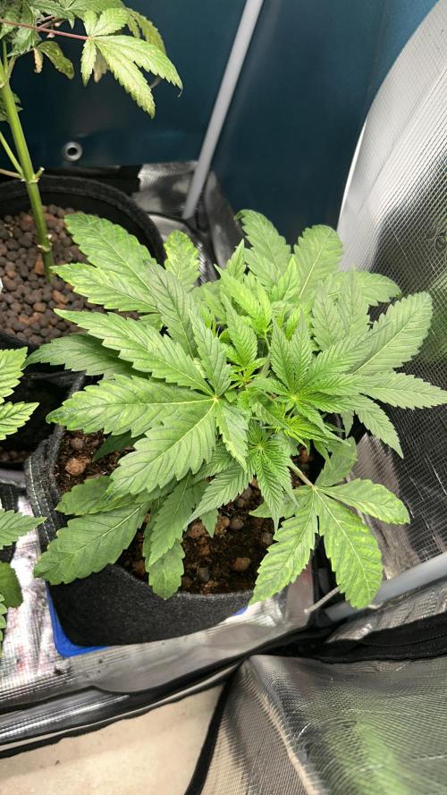 GanjaFarmer SponsorGrow. Week 4