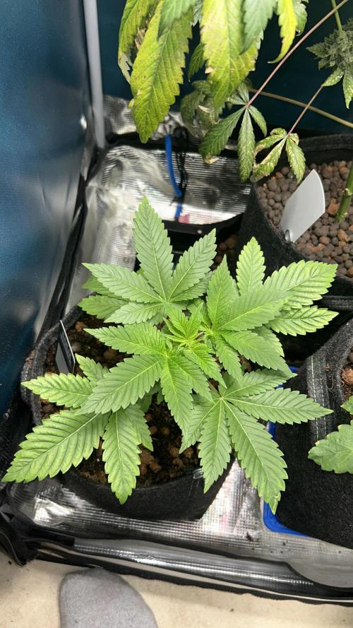 GanjaFarmer SponsorGrow. Week 4