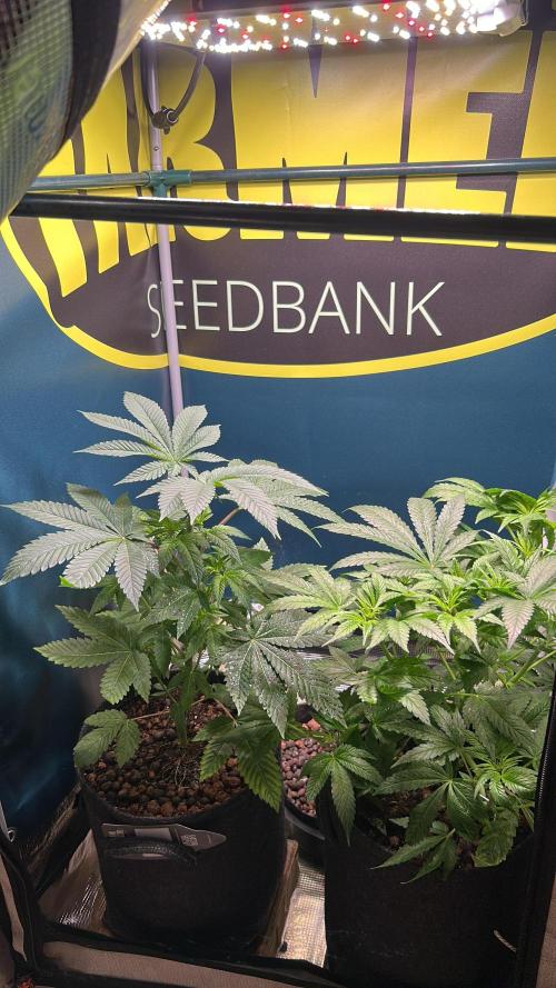 GanjaFarmer SponsorGrow. Week 6