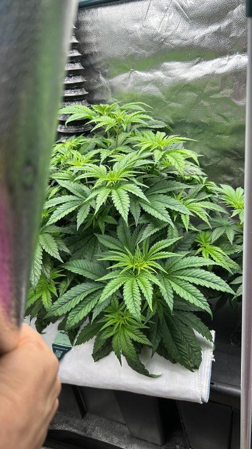 GanjaFarmer SponsorGrow. Week 6