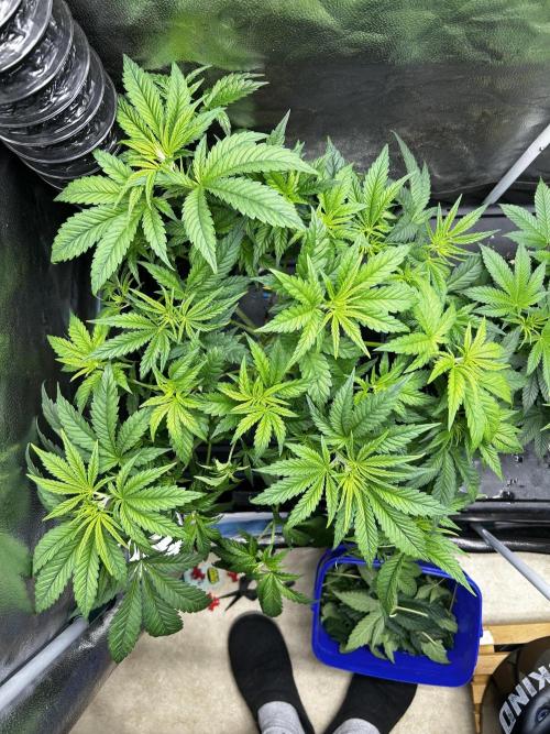 GanjaFarmer SponsorGrow. Week 6