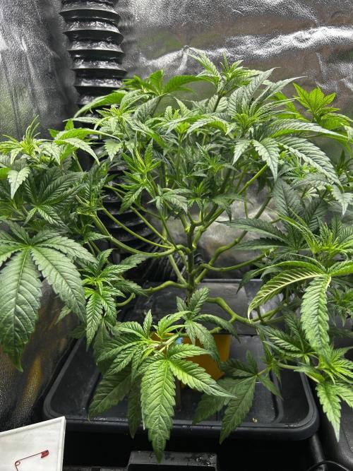 GanjaFarmer SponsorGrow. Week 6