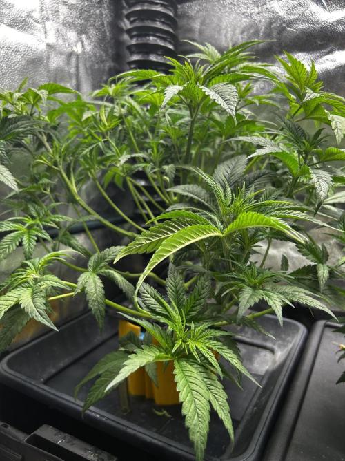 GanjaFarmer SponsorGrow. Week 6