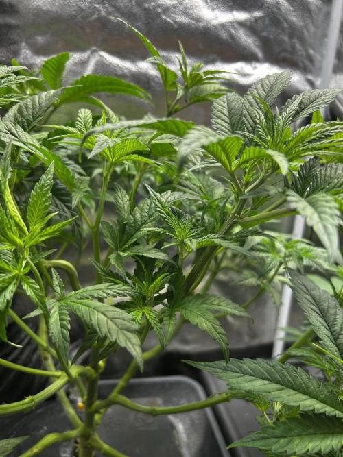 GanjaFarmer SponsorGrow. Week 6