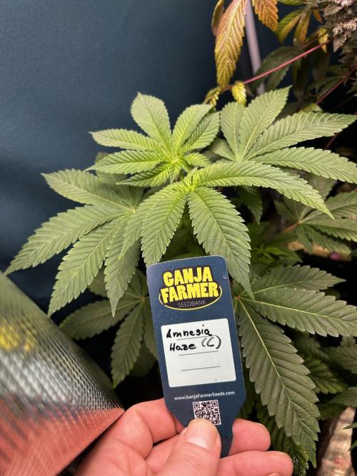 GanjaFarmer SponsorGrow. Week 6