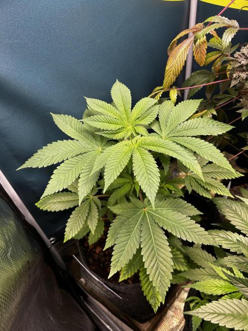 GanjaFarmer SponsorGrow. Week 6