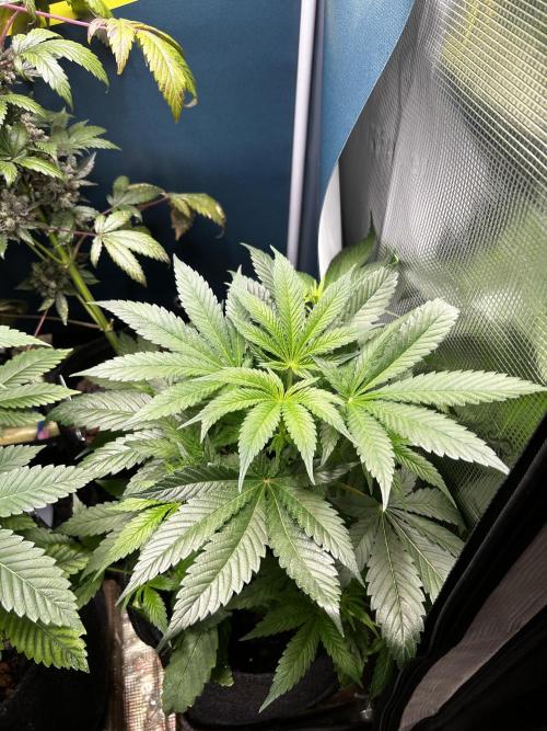 GanjaFarmer SponsorGrow. Week 6