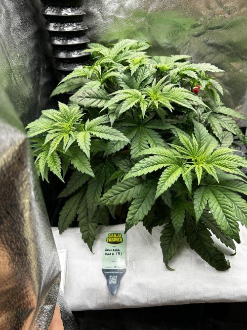 GanjaFarmer SponsorGrow. Week 6