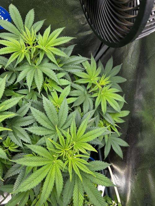 Positronics Seeds Testgrow (Eyva-Run). Week 7