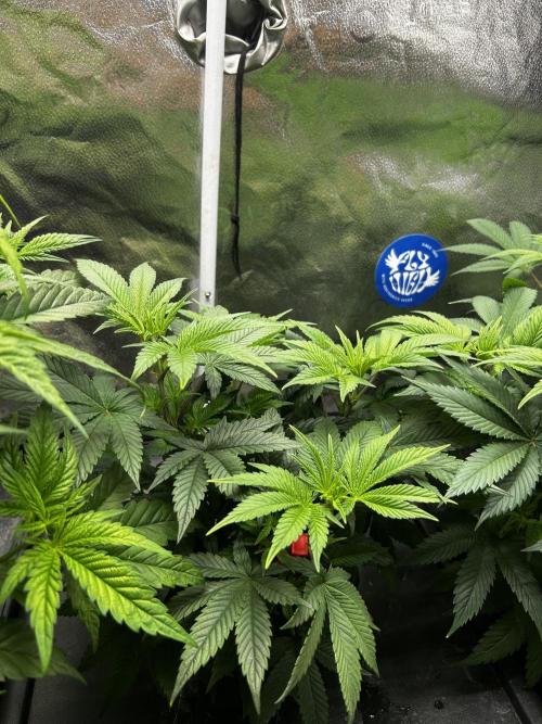 Positronics Seeds Testgrow (Eyva-Run). Week 7