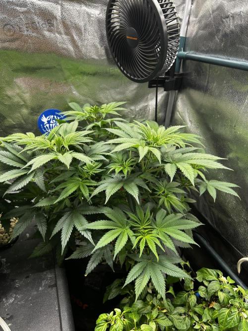 Positronics Seeds Testgrow (Eyva-Run). Week 7