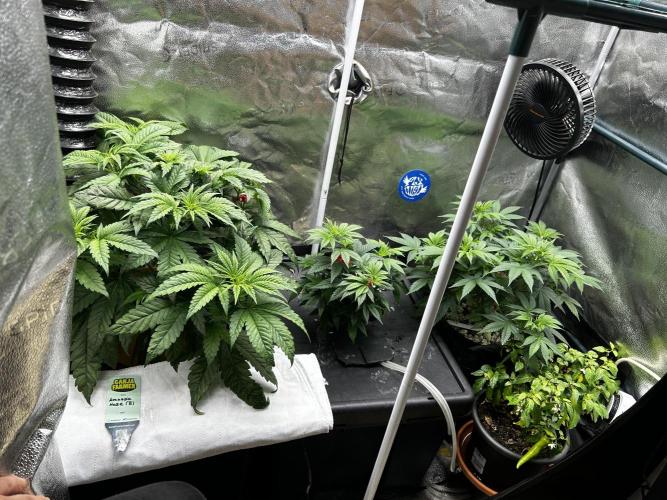 Positronics Seeds Testgrow (Eyva-Run). Week 7