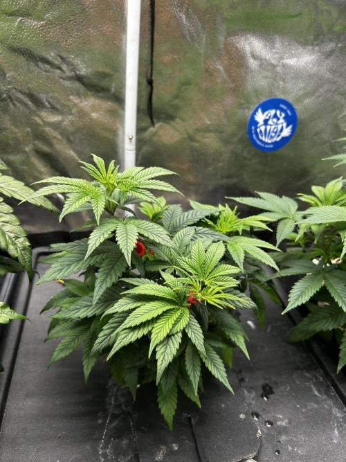 Positronics Seeds Testgrow (Eyva-Run). Week 7