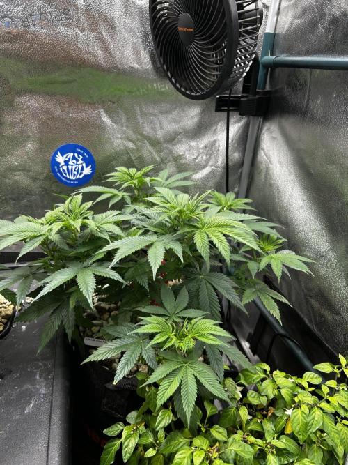 Positronics Seeds Testgrow (Eyva-Run). Week 7