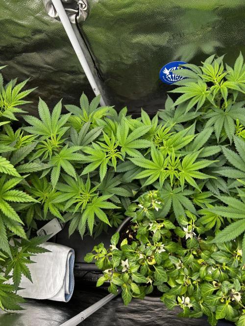 Positronics Seeds Testgrow (Eyva-Run). Week 8