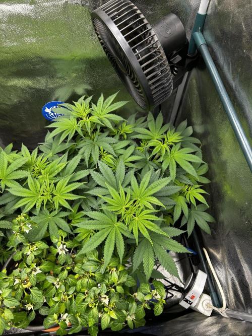 Positronics Seeds Testgrow (Eyva-Run). Week 8