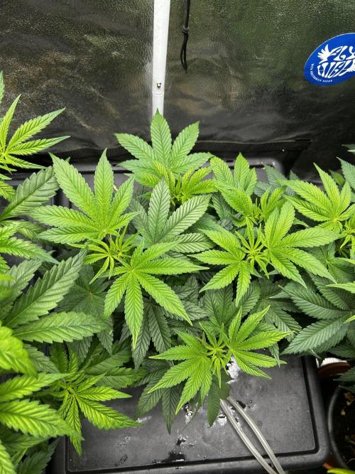 Positronics Seeds Testgrow (Eyva-Run). Week 8