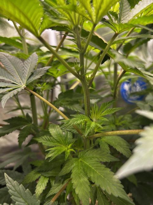 Positronics Seeds Testgrow (Eyva-Run). Week 9