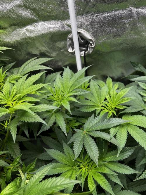 Positronics Seeds Testgrow (Eyva-Run). Week 9