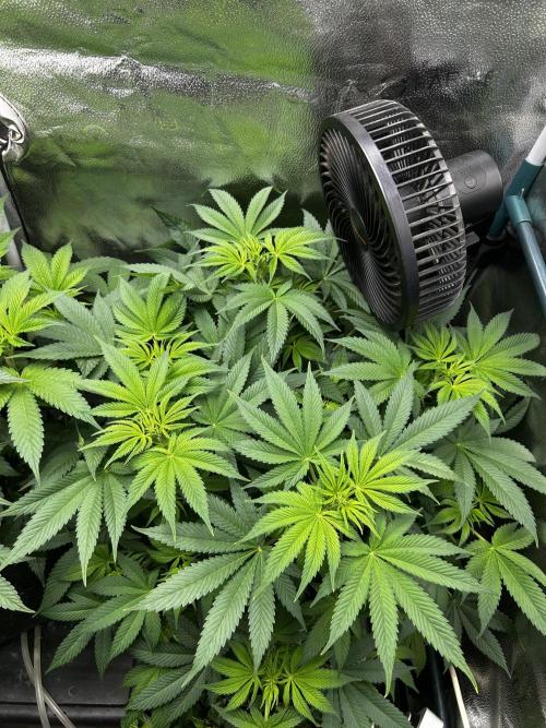 Positronics Seeds Testgrow (Eyva-Run). Week 9