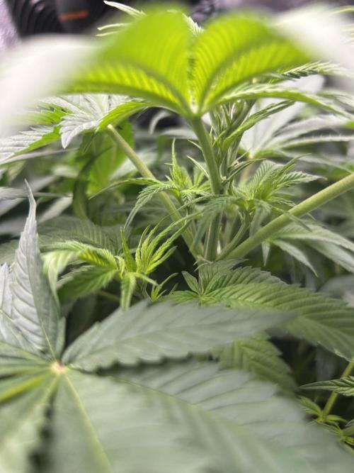 Positronics Seeds Testgrow (Eyva-Run). Week 9