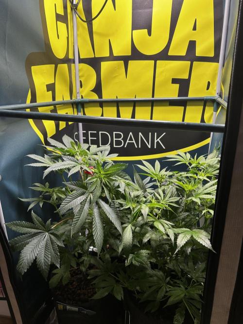 GanjaFarmer SponsorGrow. Week 8