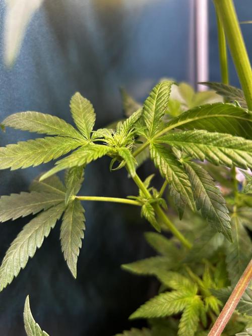 GanjaFarmer SponsorGrow. Week 8