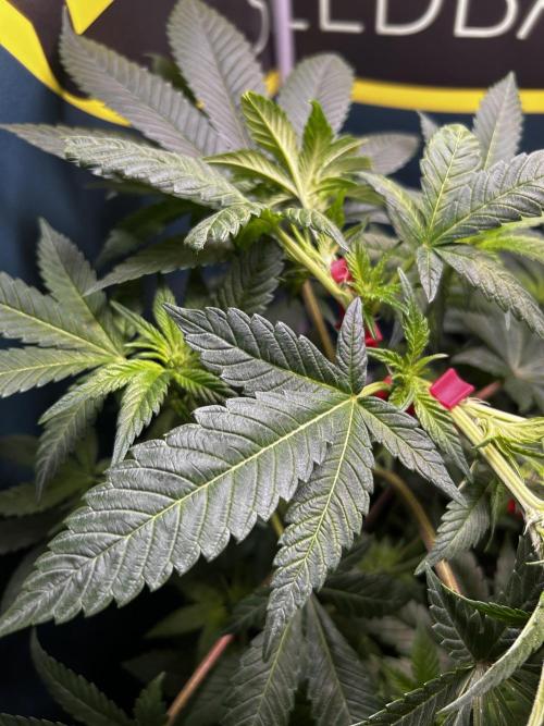 GanjaFarmer SponsorGrow. Week 8