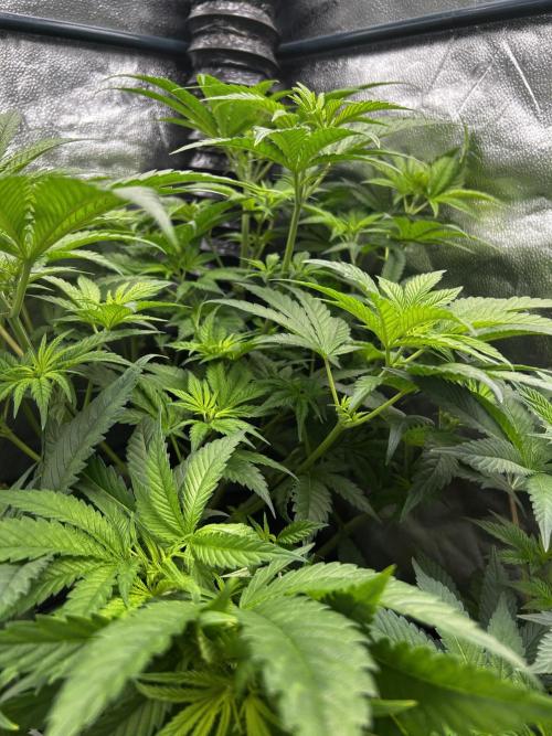 GanjaFarmer SponsorGrow. Week 8