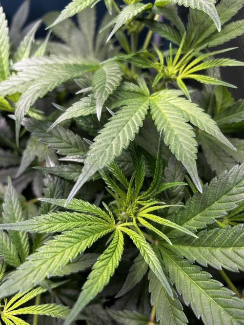 GanjaFarmer SponsorGrow. Week 8