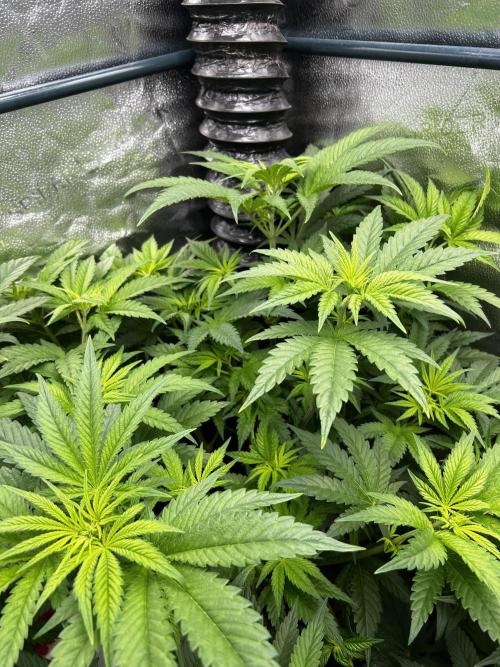 GanjaFarmer SponsorGrow. Week 8