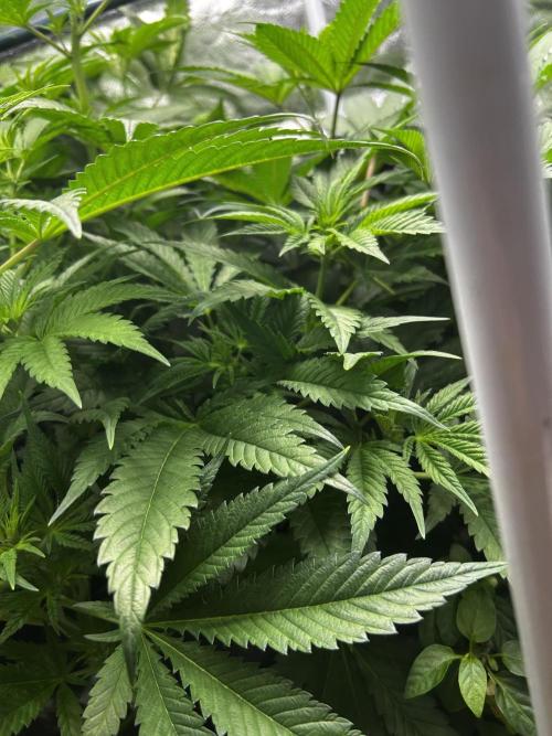 GanjaFarmer SponsorGrow. Week 9