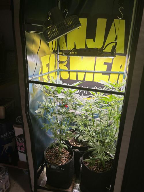 GanjaFarmer SponsorGrow. Week 9