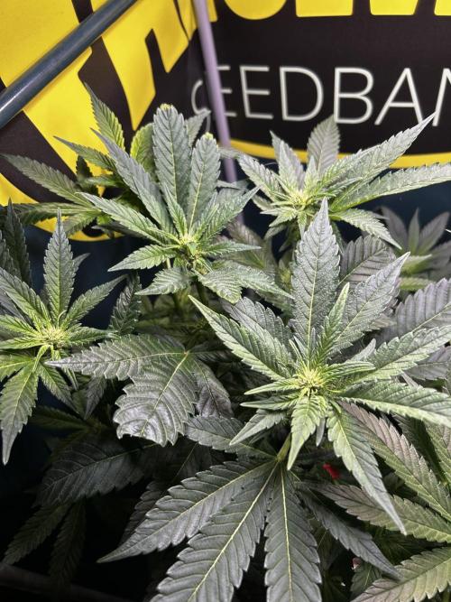 GanjaFarmer SponsorGrow. Week 9