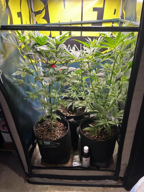 GanjaFarmer SponsorGrow. Week 9