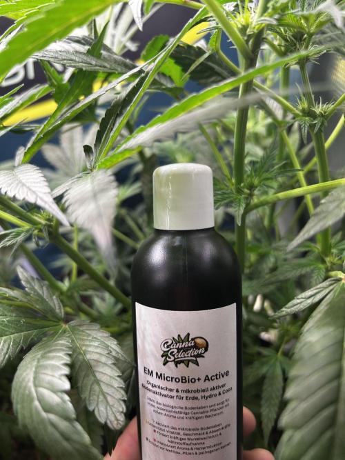 GanjaFarmer SponsorGrow. Week 9