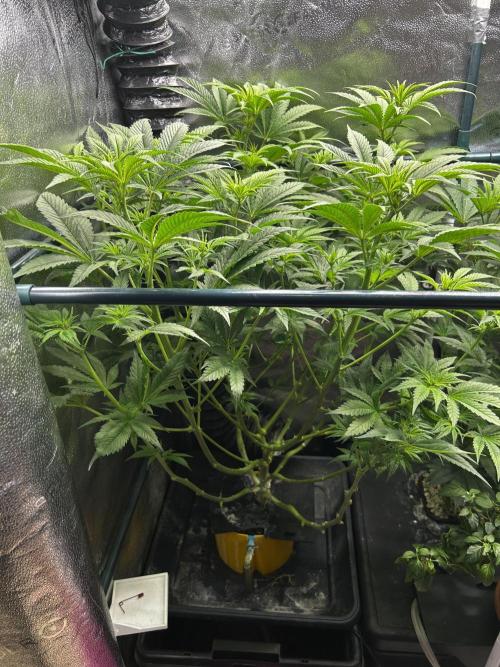 GanjaFarmer SponsorGrow. Week 9