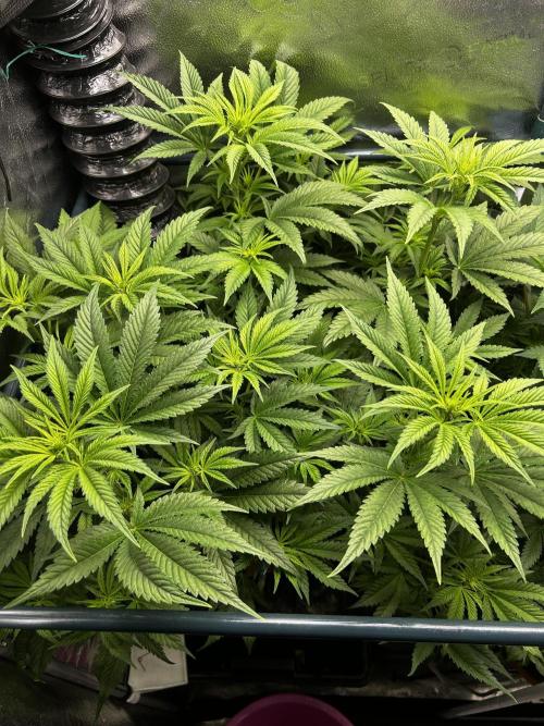 GanjaFarmer SponsorGrow. Week 9