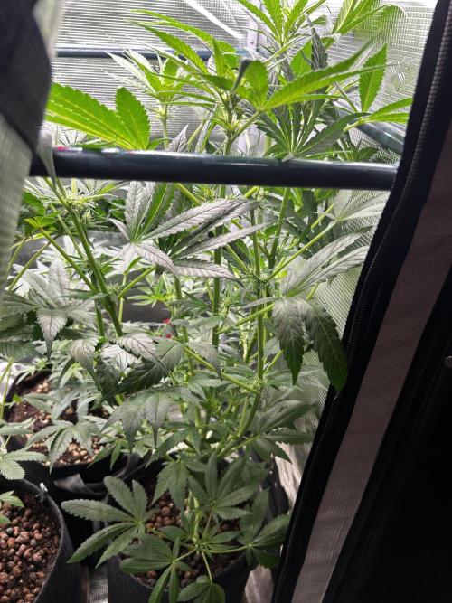 GanjaFarmer SponsorGrow. Week 9