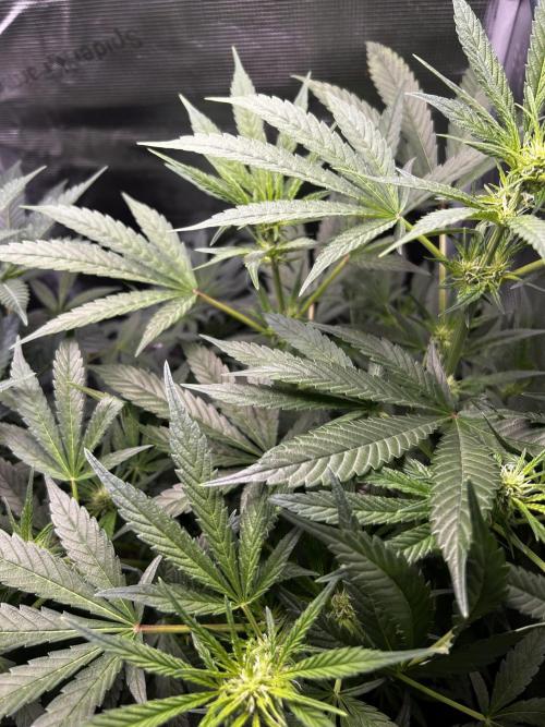 GanjaFarmer SponsorGrow. Week 9