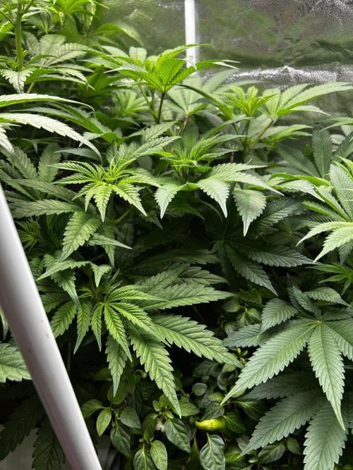 Positronics Seeds Testgrow (Eyva-Run). Week 10