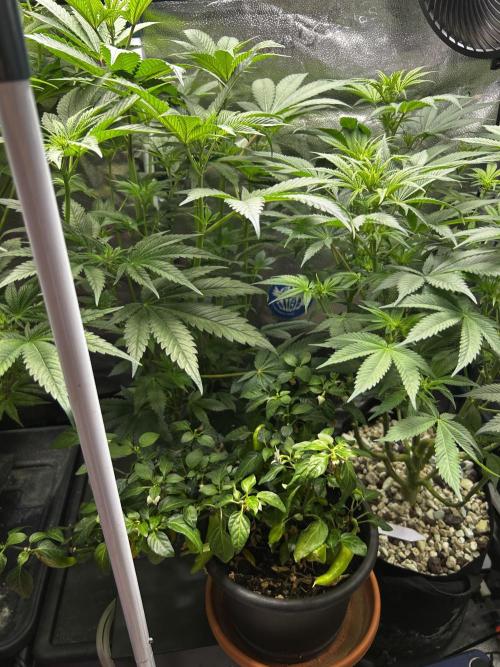 Positronics Seeds Testgrow (Eyva-Run). Week 10