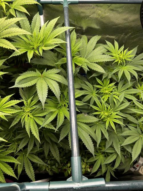 Positronics Seeds Testgrow (Eyva-Run). Week 10