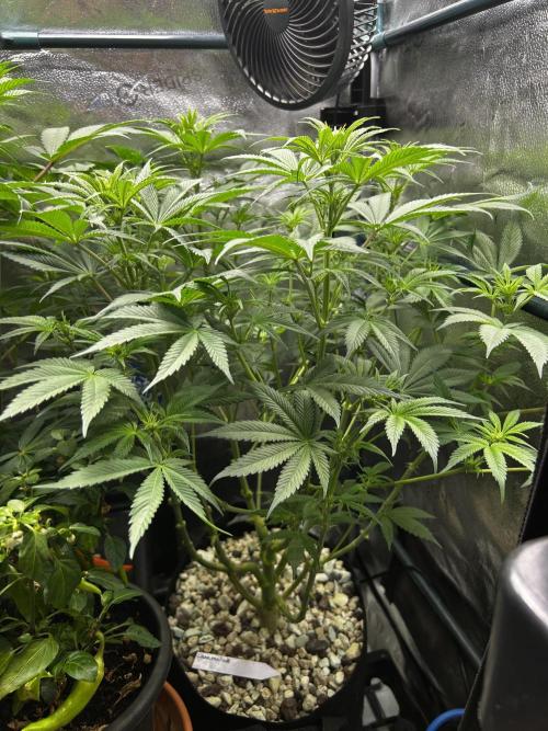 Positronics Seeds Testgrow (Eyva-Run). Week 10