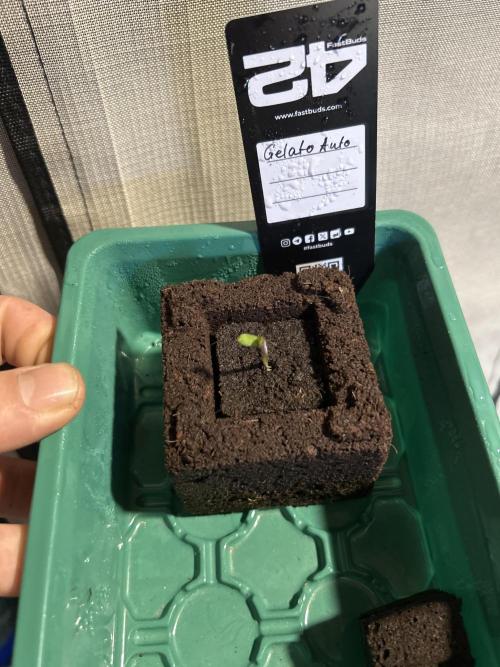 Gelato Grow. Week 0 - 1. mal einen Eazyblock benutzt.