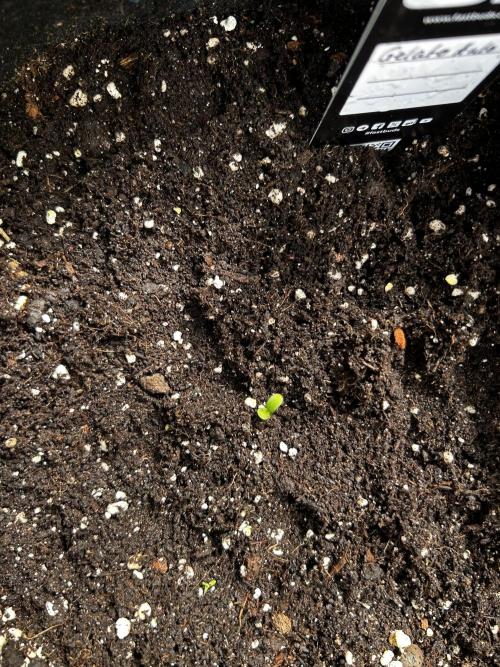 Gelato Grow. Week 0